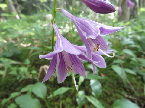Foto dokumenter Hosta sieboldii