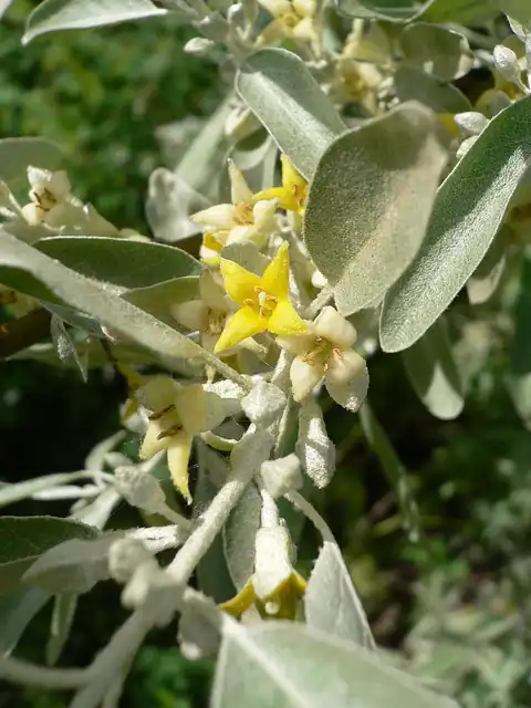 Foto dokumenter Elaeagnus angustifolia