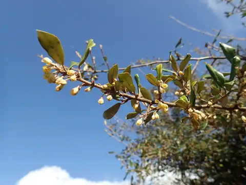 Foto dokumenter Elaeagnus formosana