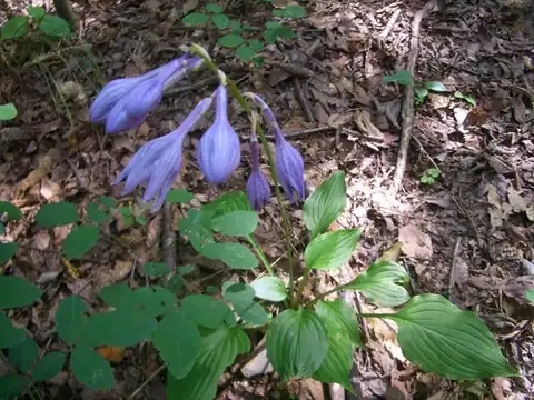 Foto dokumenter Hosta ventricosa