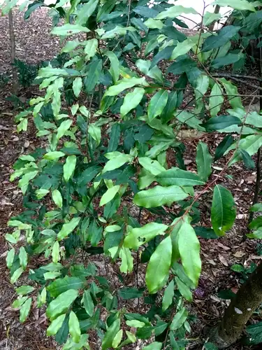 Foto dokumenter Elaeagnus loureiroi