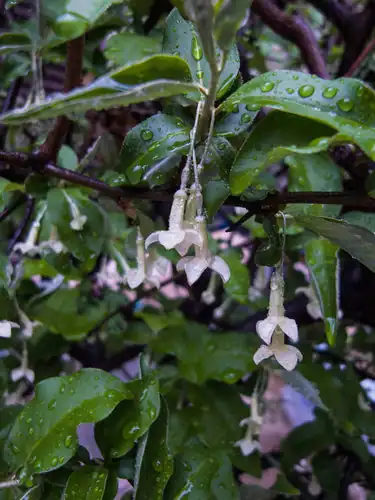 Foto dokumenter Elaeagnus multiflora