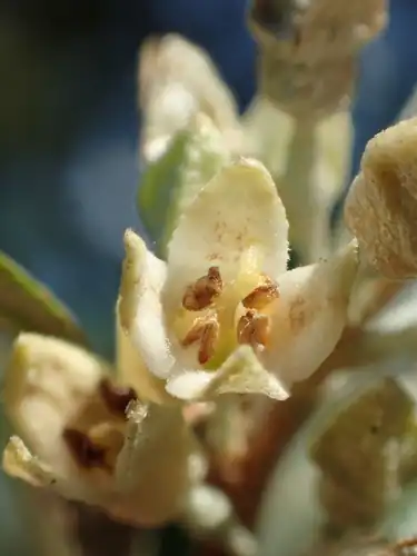 Foto dokumenter Elaeagnus oldhamii