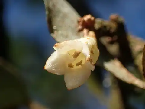Foto dokumenter Elaeagnus thunbergii