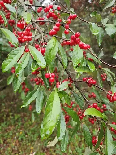 Foto dokumenter Elaeagnus umbellata