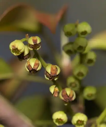Foto dokumenter Elaeocarpus chinensis