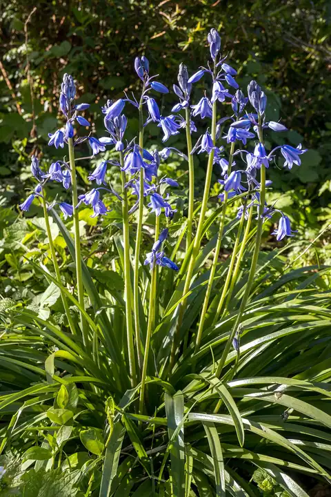 Foto dokumenter Hyacinthoides non-scripta