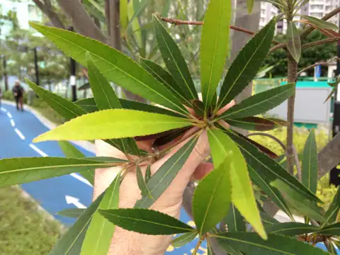 Foto dokumenter Elaeocarpus hainanensis