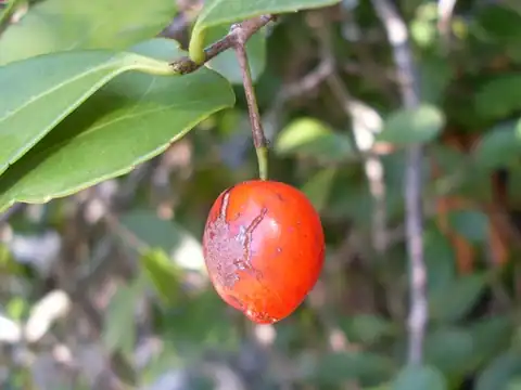 Foto dokumenter Elaeodendron australe