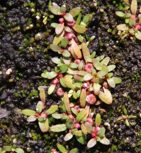 Foto dokumenter Elatine brachysperma