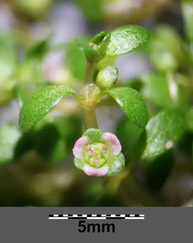 Foto dokumenter Elatine hexandra