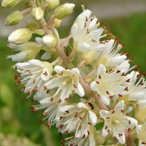 Foto dokumenter Elliottia racemosa
