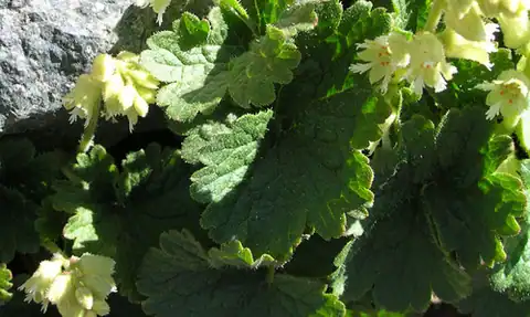 Foto dokumenter Elmera racemosa