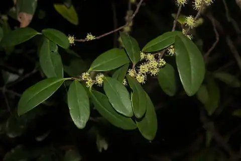 Foto dokumenter Embelia laeta