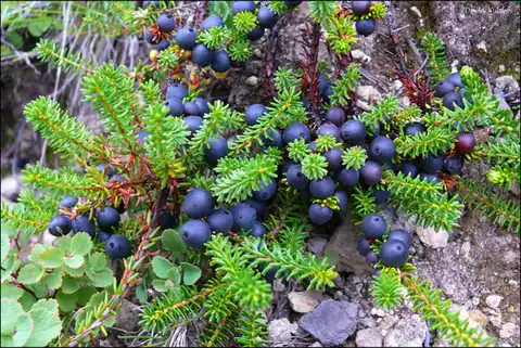 Foto dokumenter Empetrum nigrum