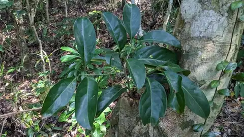 Foto dokumenter Endiandra coriacea