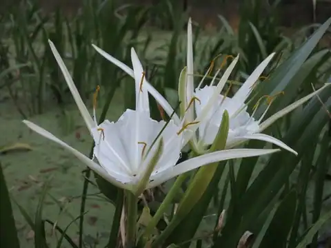 Foto dokumenter Hymenocallis rotata