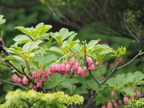 Foto dokumenter Enkianthus campanulatus