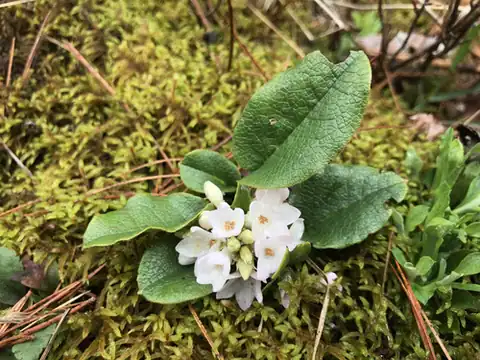 Foto dokumenter Epigaea repens