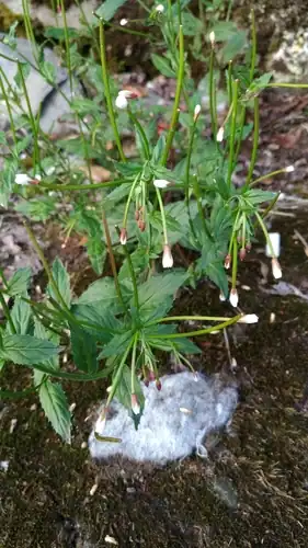 Foto dokumenter Epilobium amurense