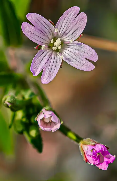 Foto dokumenter Epilobium ciliatum