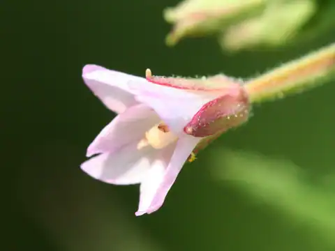 Foto dokumenter Epilobium coloratum