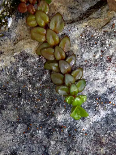 Foto dokumenter Epilobium gracilipes