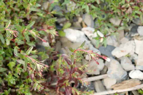Foto dokumenter Epilobium hohuanense