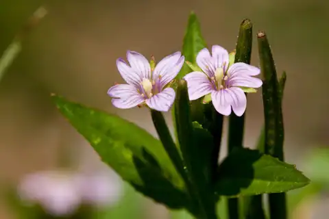 Foto dokumenter Epilobium hornemannii