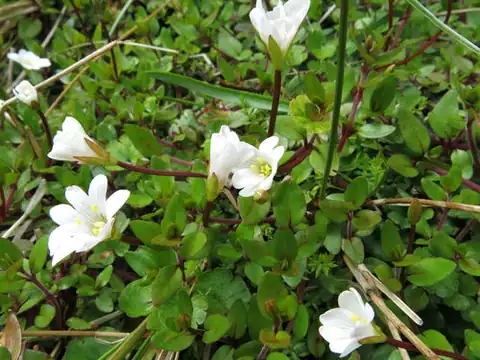 Foto dokumenter Epilobium macropus