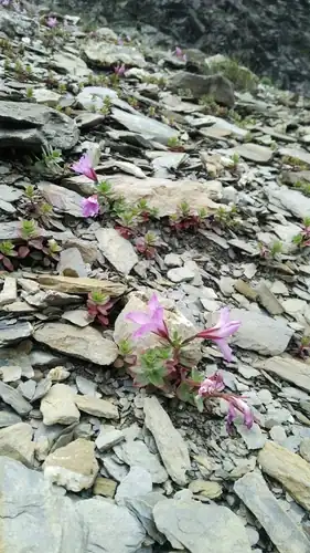 Foto dokumenter Epilobium nankotaizanense