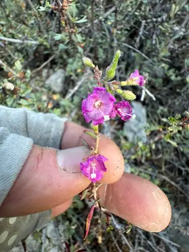 Foto dokumenter Epilobium nevadense