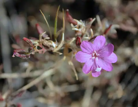 Foto dokumenter Epilobium nivium