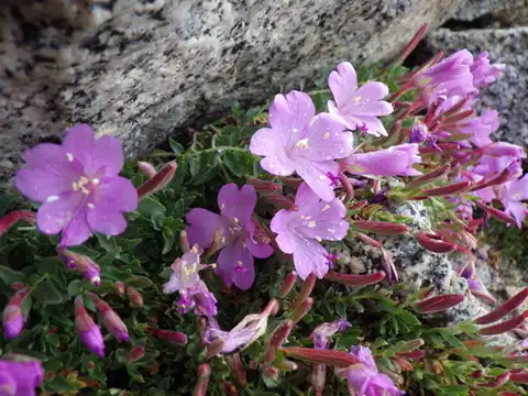 Foto dokumenter Epilobium obcordatum