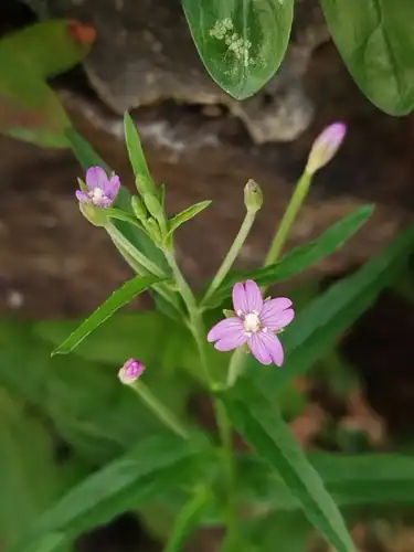 Foto dokumenter Epilobium obscurum