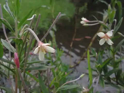Foto dokumenter Epilobium salignum