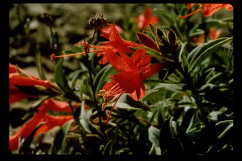 Foto dokumenter Epilobium septentrionale