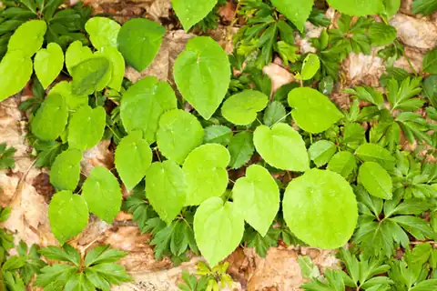 Foto dokumenter Epimedium alpinum