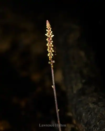 Foto dokumenter Epirixanthes elongata
