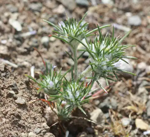 Foto dokumenter Eriastrum abramsii