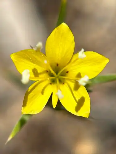 Foto dokumenter Eriastrum luteum