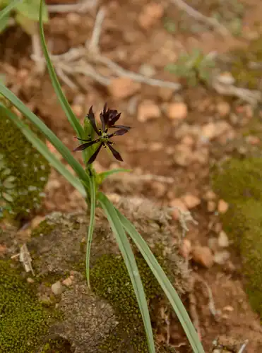Foto dokumenter Iphigenia indica