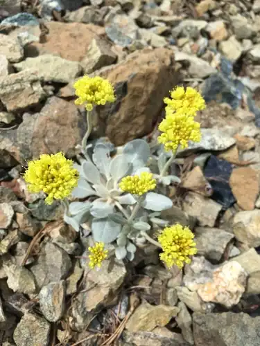 Foto dokumenter Eriogonum alpinum