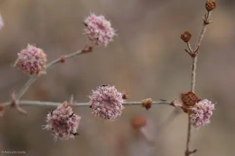 Foto dokumenter Eriogonum angulosum