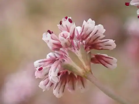 Foto dokumenter Eriogonum argillosum