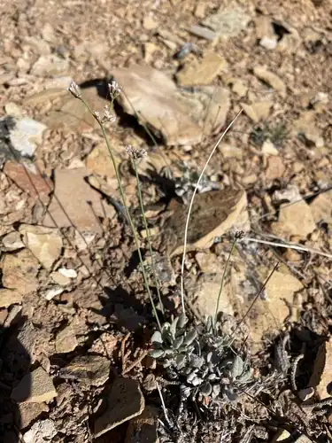 Foto dokumenter Eriogonum batemanii