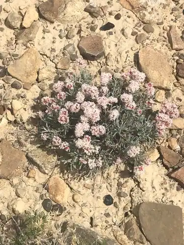 Foto dokumenter Eriogonum bicolor