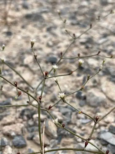 Foto dokumenter Eriogonum bifurcatum
