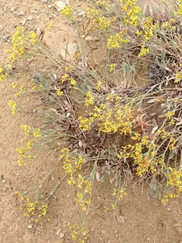 Foto dokumenter Eriogonum brevicaule