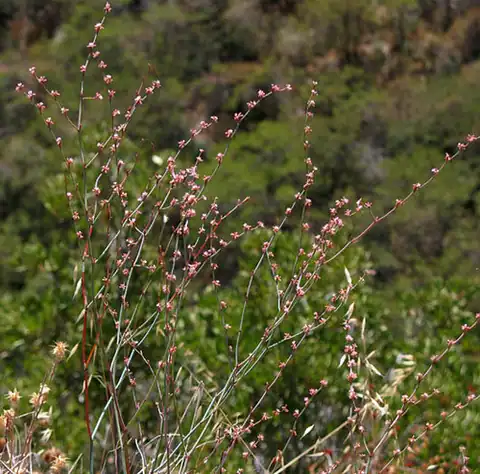 Foto dokumenter Eriogonum cithariforme